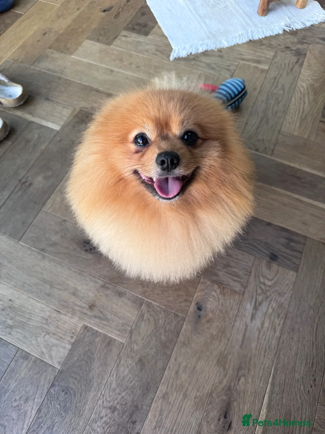 Pomeranian dogs for stud: Looking for a Girlfriend for Fluffy 🐾 - Advert 1