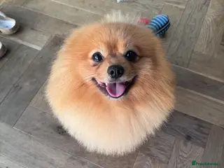 Pomeranian dogs Looking for a Girlfriend for Fluffy 🐾 - Advert 6