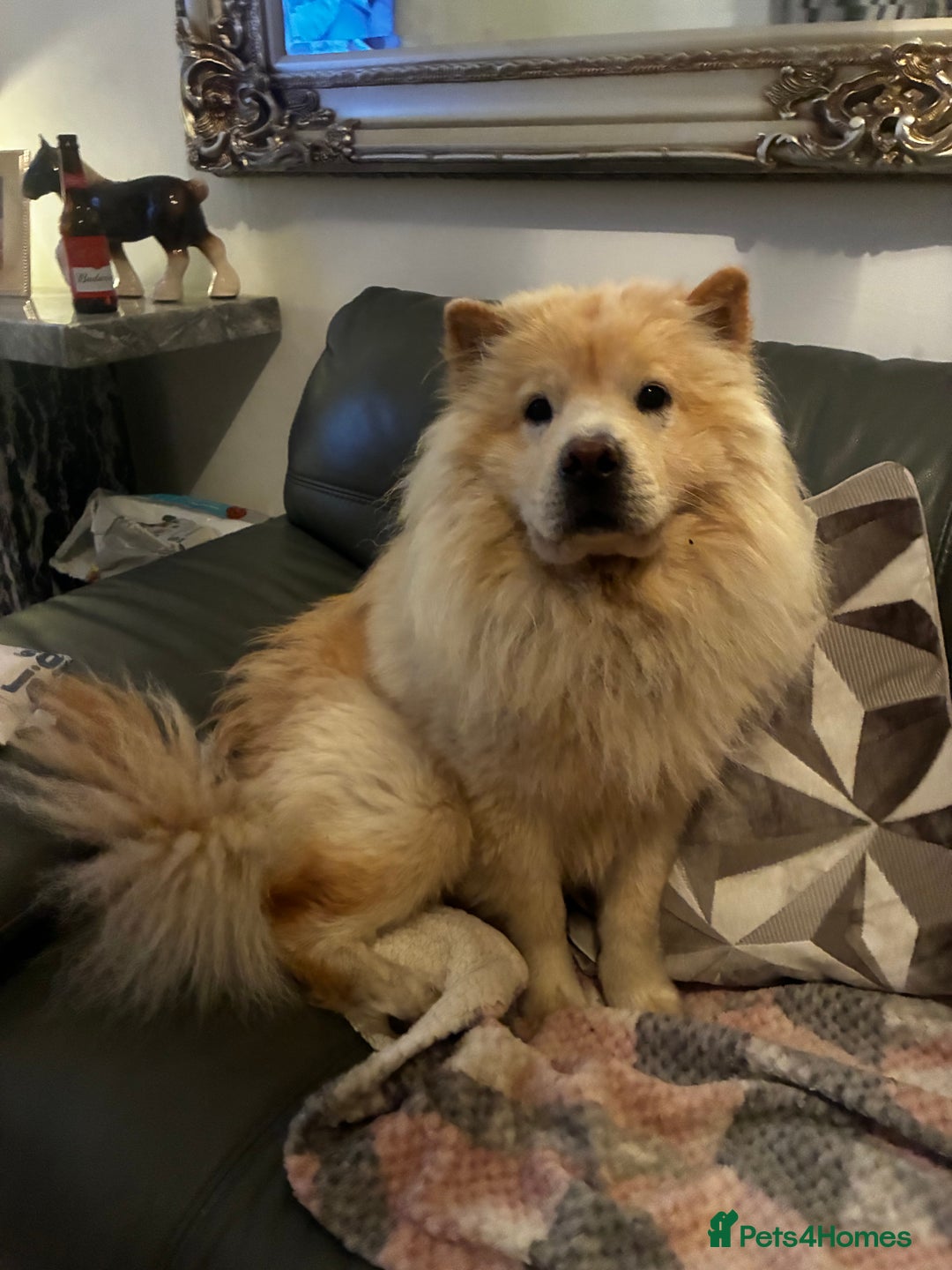 Chow Chow dogs for sale: Cinnamon Chow Chow Puppies - Image 10