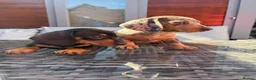 Miniature Dachshund dogs for sale: Lovely Miniature Dachshund Puppy’s Ready Now in Beaconsfield - Advert 8