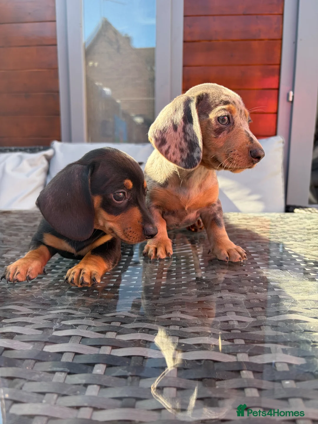 Miniature Dachshund dogs for sale: Lovely Miniature Dachshund Puppy’s Ready Now in Beaconsfield - Advert 8