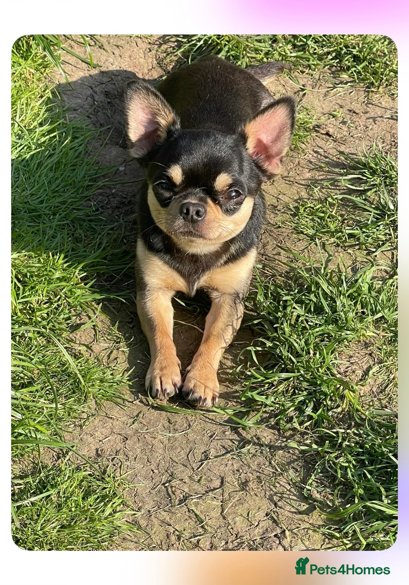 Chihuahua dogs Stunning Black and Tan smoothcoat female  - Advert 1