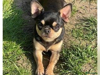 Chihuahua dogs Stunning Black and Tan smoothcoat female - Advert 1