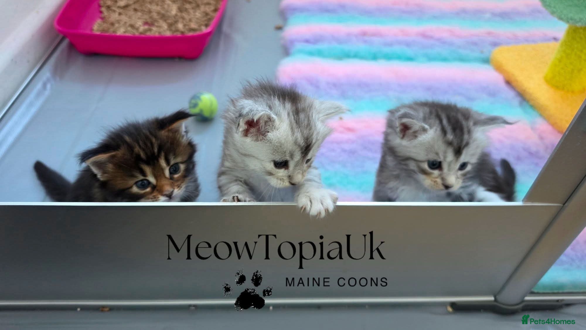 Maine Coon cats   Tica registered pedigree mainecoon kittens  - Advert 5