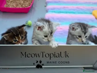 Maine Coon cats Tica registered pedigree mainecoon kittens - Advert 5