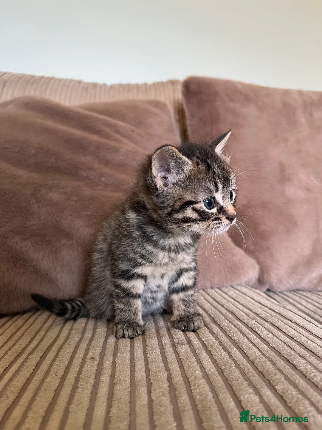 Mixed Breed cats for sale: Grey and black striped kittens For Sale - Advert 13