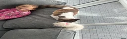 Ragdoll cats for sale: XL Long hair Ragdoll kittens. Used to dogs.  - Advert 14