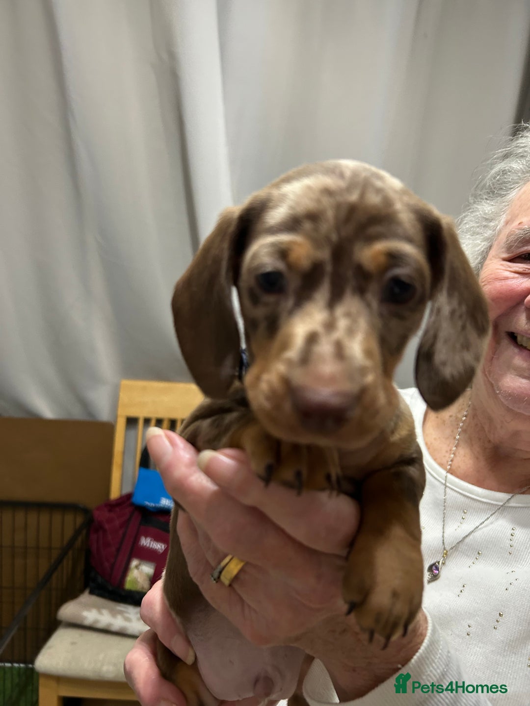 Miniature Dachshund dogs for sale: Isabella Dapple & chocolate & tan-dachshunds,  - Advert 13