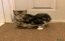British Shorthair cats for sale: 2 boy kittens ready for there new home - Image 3