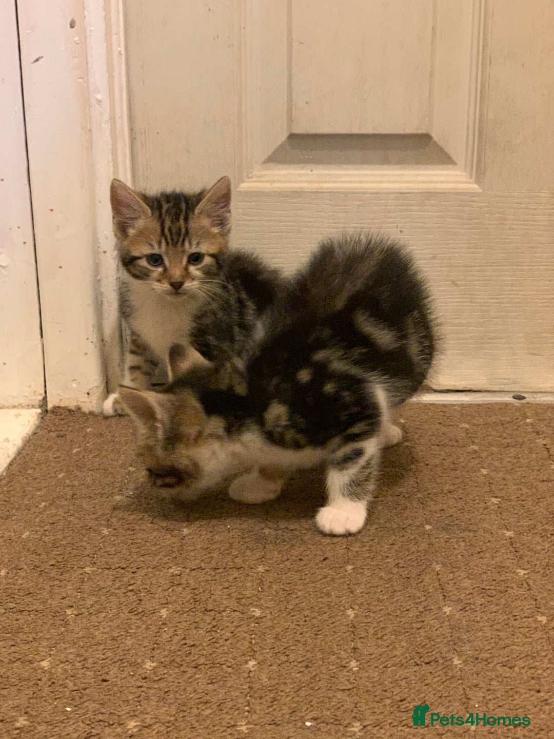 British Shorthair cats for sale: 2 boy kittens ready for there new home - Image 3