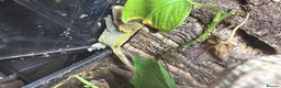 Gecko reptiles for sale: Crested geckos with full setups - Advert 7
