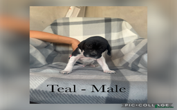 Pointer dogs for sale: English pointer puppies  - Image 13