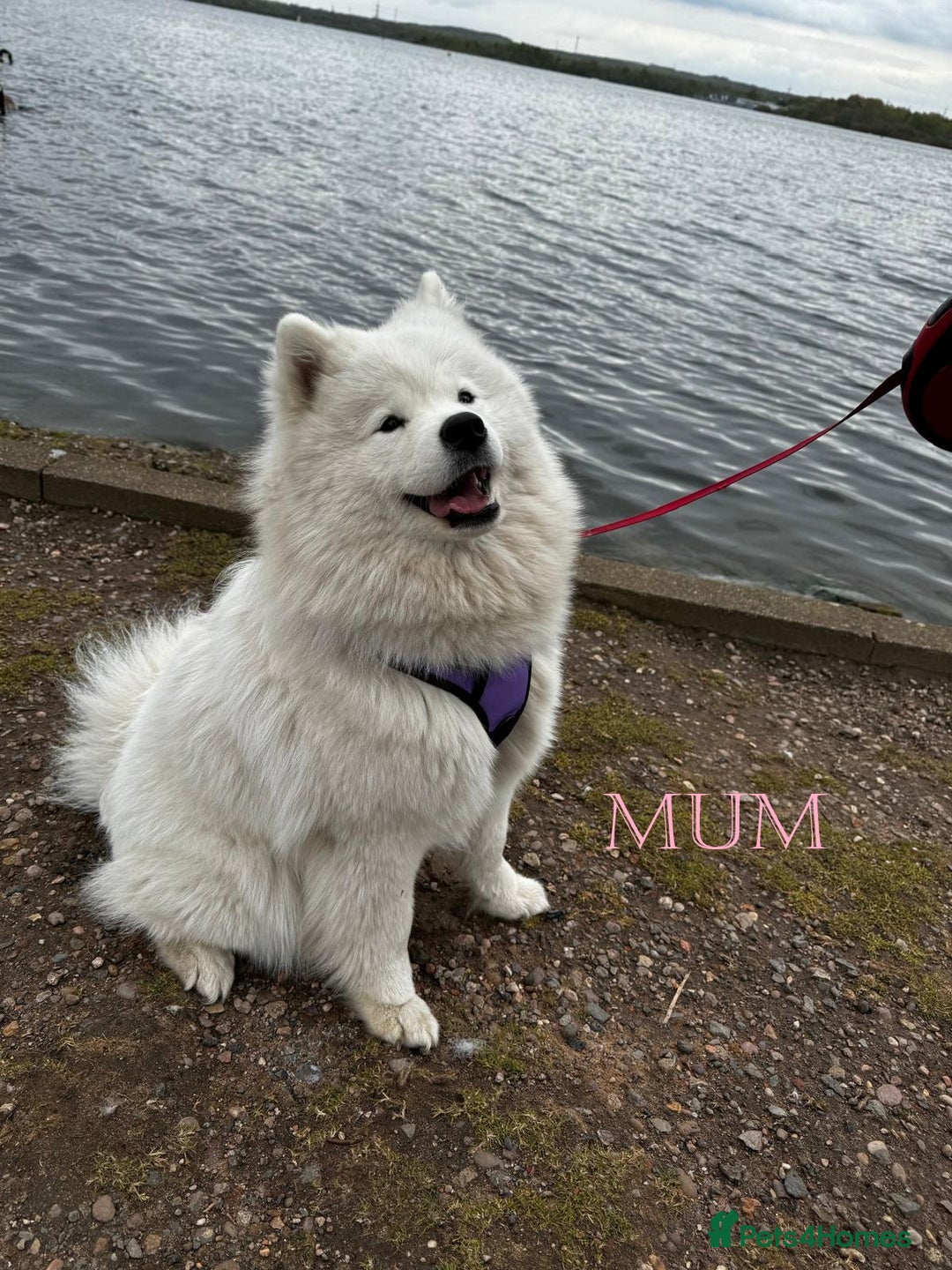 Samoyed dogs for sale: 🌟 Exceptional KC bear-faced Samoyed pups 🌟 - Advert 6