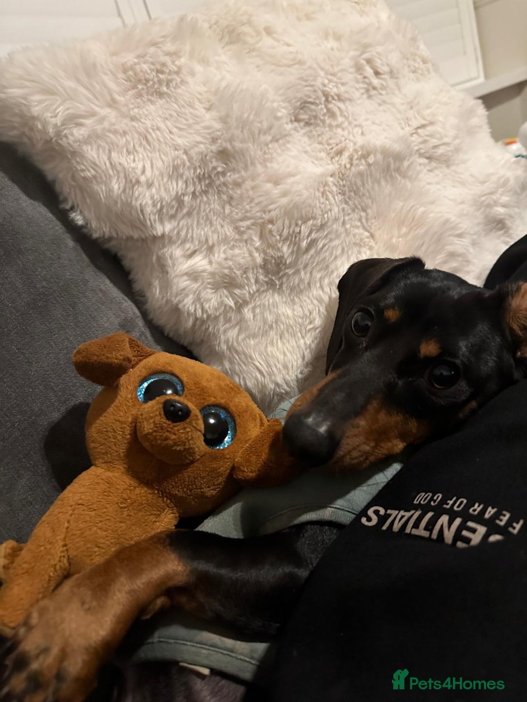 Miniature Dachshund dogs for sale: 3 Year Old Mini Dachshund Keith - Advert 3