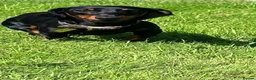 Miniature Dachshund dogs for sale: 🐾exceptional KC REGISTERED PRA clear  - Advert 5