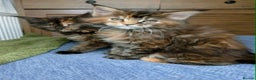 Maine Coon cats for sale: Stunning maine coon kittens  - Advert 8