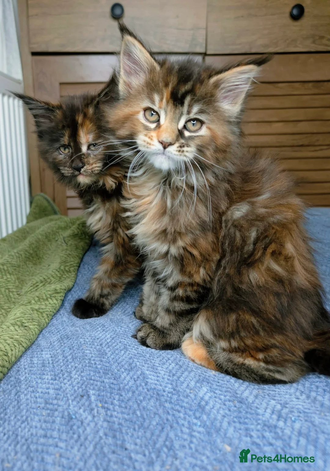 Maine Coon cats for sale: Stunning maine coon kittens  - Advert 8