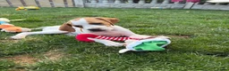 Pointer dogs for sale: Pointer pups | Working & Champion Bloodlines  - Advert 10