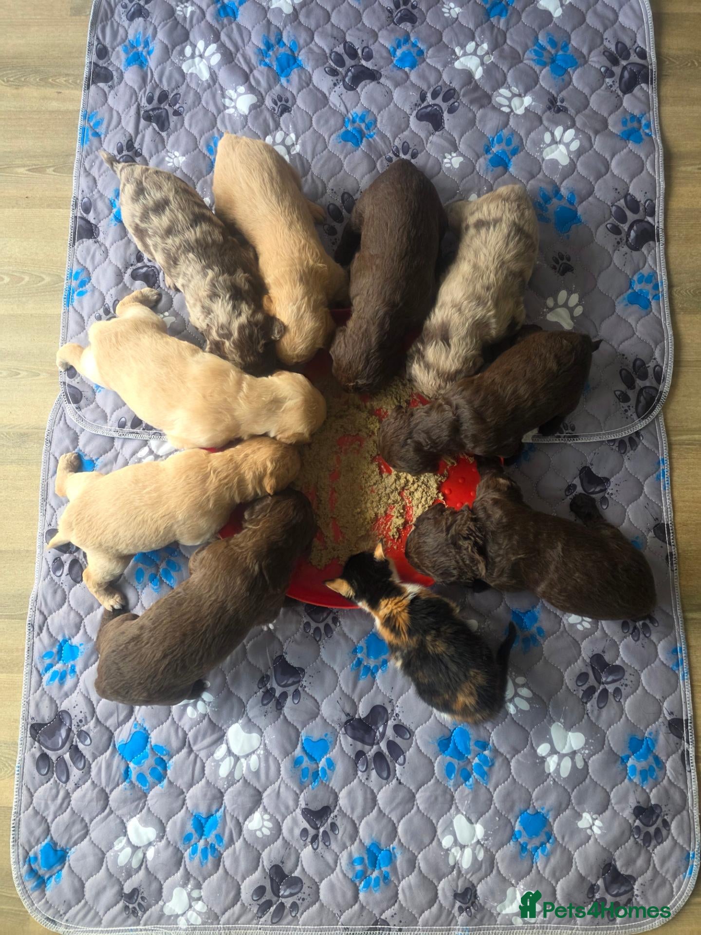 Labradoodle dogs for sale: 🧸 Stunning Miniature Labradoodle Puppies - Advert 14