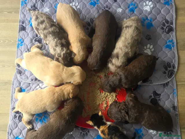 Labradoodle dogs for sale: 🧸 Stunning Miniature Labradoodle Puppies - Advert 1