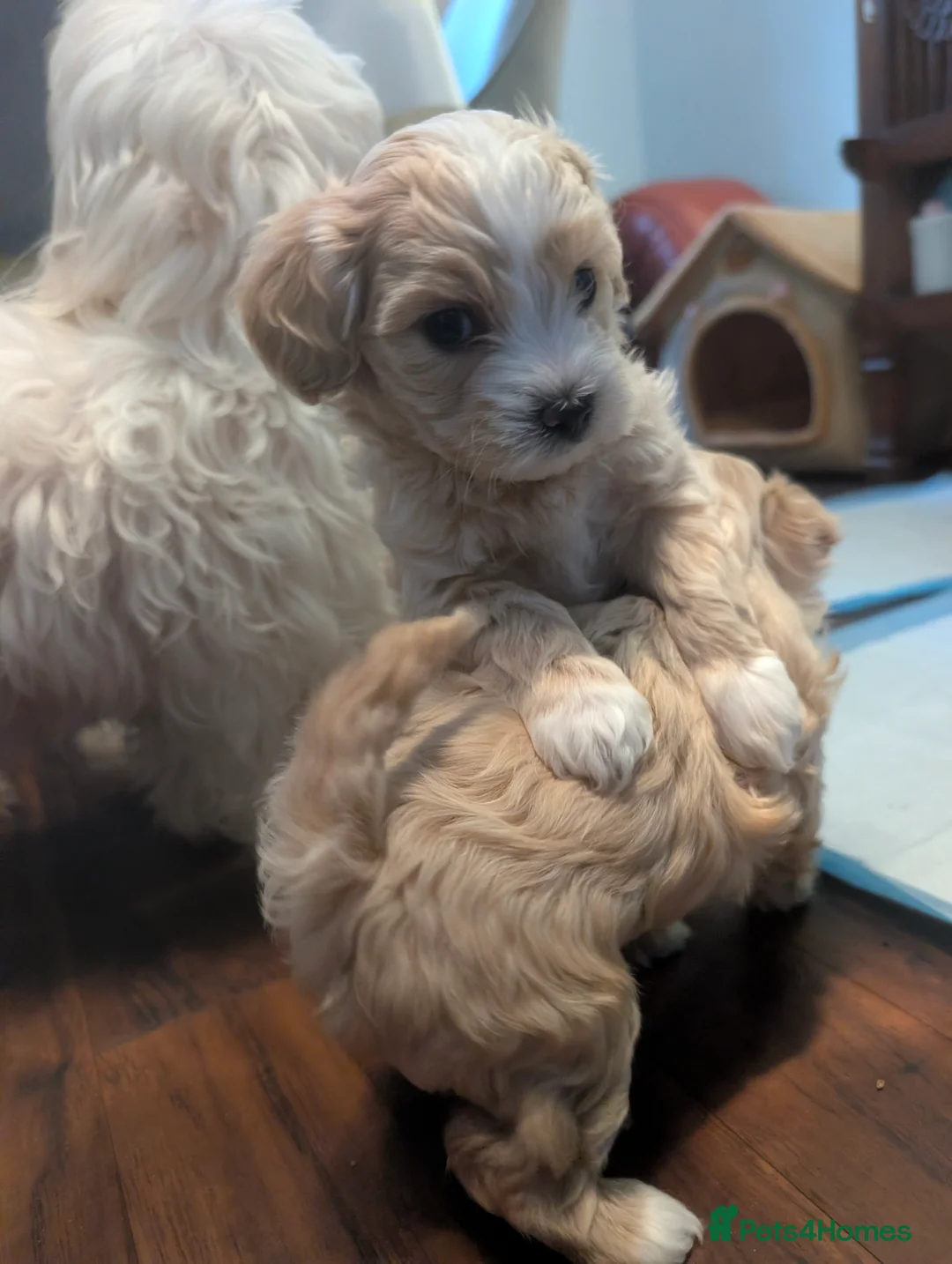 Maltipoo dogs for sale: Maltipoo puppies - Advert 7