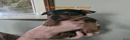 Lakeland Terrier dogs for sale: Stunning Middleton line Lakeland terrier puppies - Advert 7