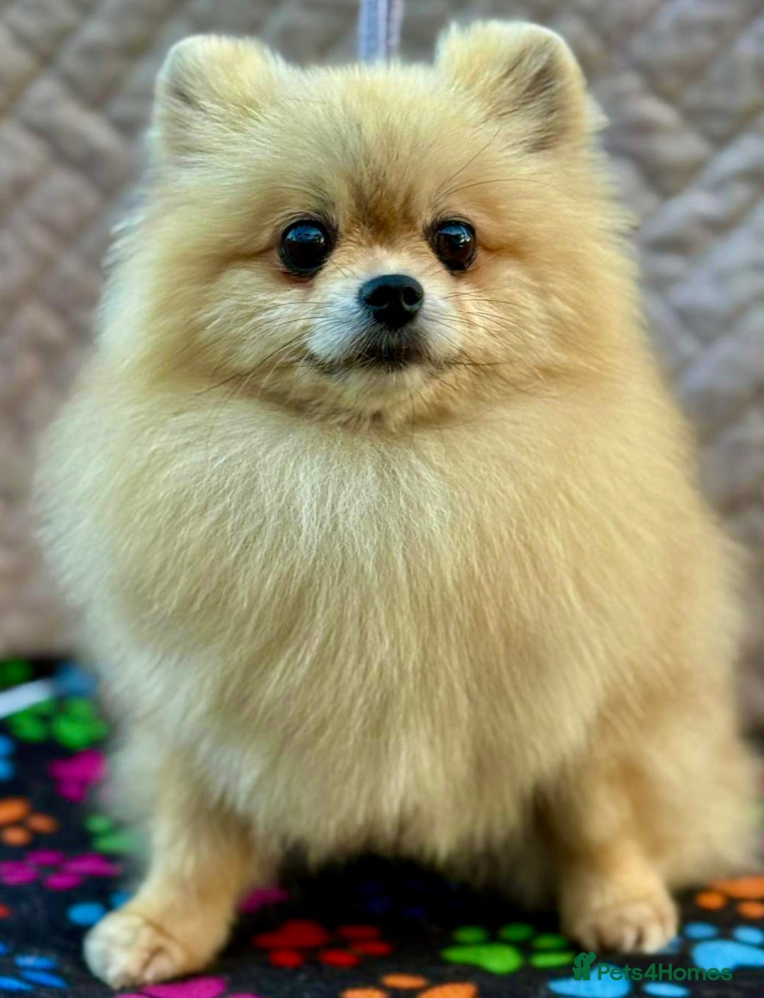 Pomeranian dogs for adoption: Dolce’s Story: From Brokenness to Hope - Image 5