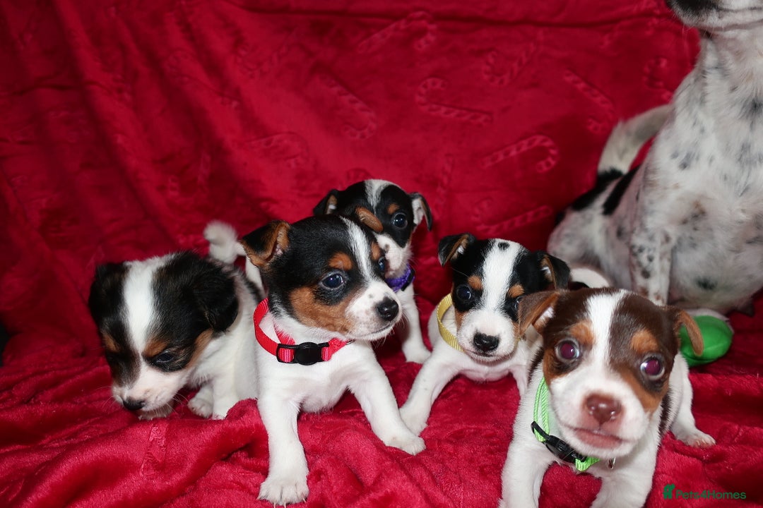 Jack Russell dogs for sale: Five beautiful Jack Russell's - Advert 7