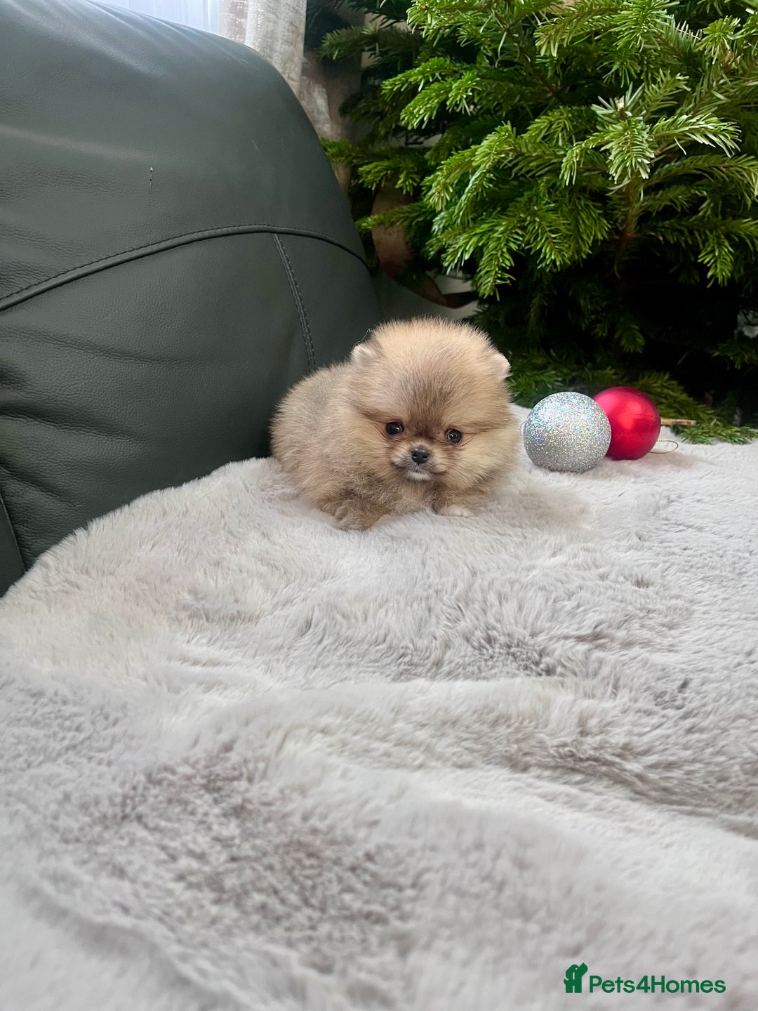 Pomeranian dogs for sale: 🔥Very Small 500gr.at 8weeks🐻Teddy Bear   - Advert 2