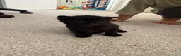 British Shorthair cats for sale: Beautiful Black British Shorthair Kittens - Advert 6
