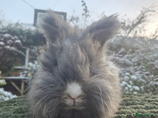 Angora rabbits 💙💗 READY NOW- FULL FACED ANGORA BUNNIES 🐰 - Advert 2