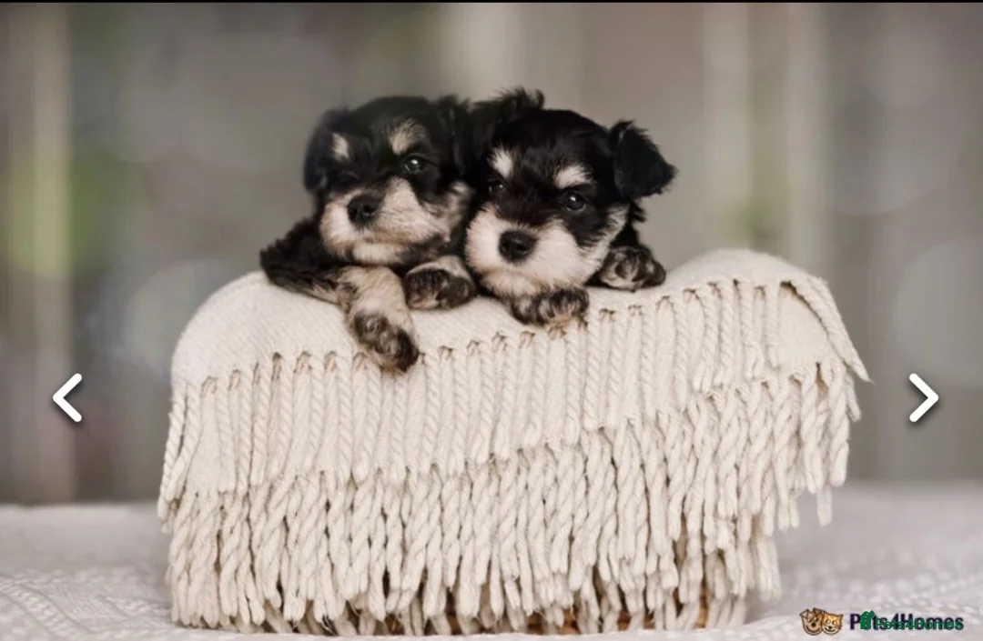 Miniature Schnauzer dogs for stud: Handsome black and silver Miniature Schnauzer  in Cambridge - Advert 29