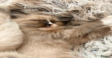 Ragdoll cats - Advert 9
