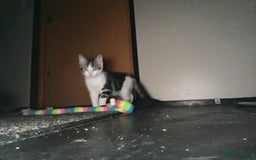 British Shorthair cats for sale: British shorthair kittens  in Nottingham - Image 23