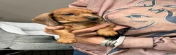 Miniature Dachshund dogs for sale: Top Quality KC Reg PRA Clear Mini Dachshunds - Advert 9