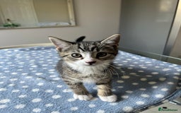 Mixed Breed cats for sale: 4 x Beautiful Adorable Kittens *Ready Now* - Image 7