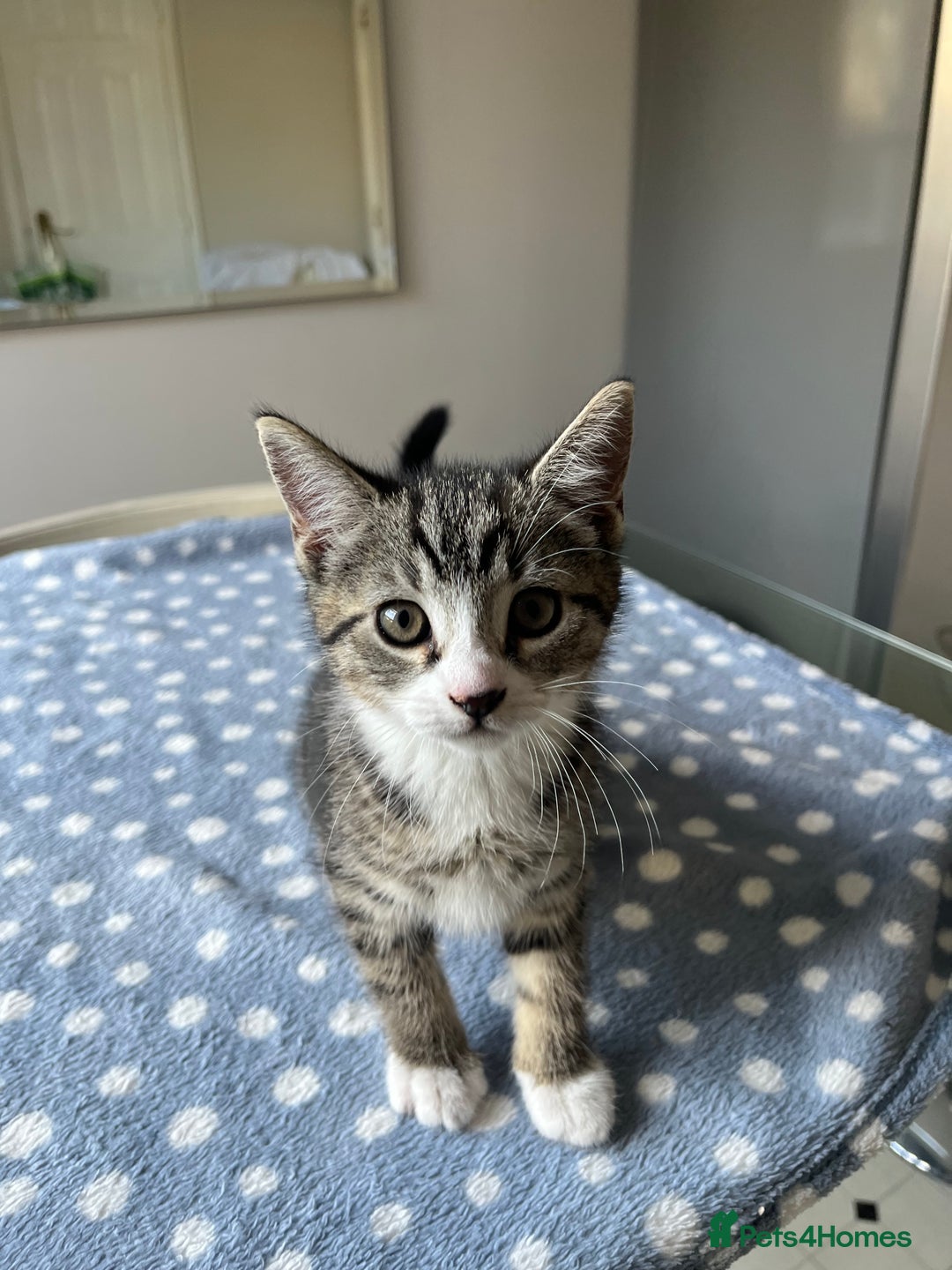 Mixed Breed cats for sale: 4 x Beautiful Adorable Kittens *Ready Now* - Image 7