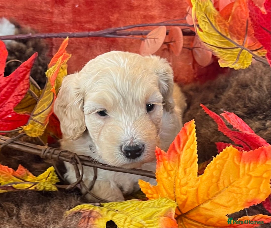 Cockapoo dogs for sale: Stunning F1 Cockapoos  - Advert 14