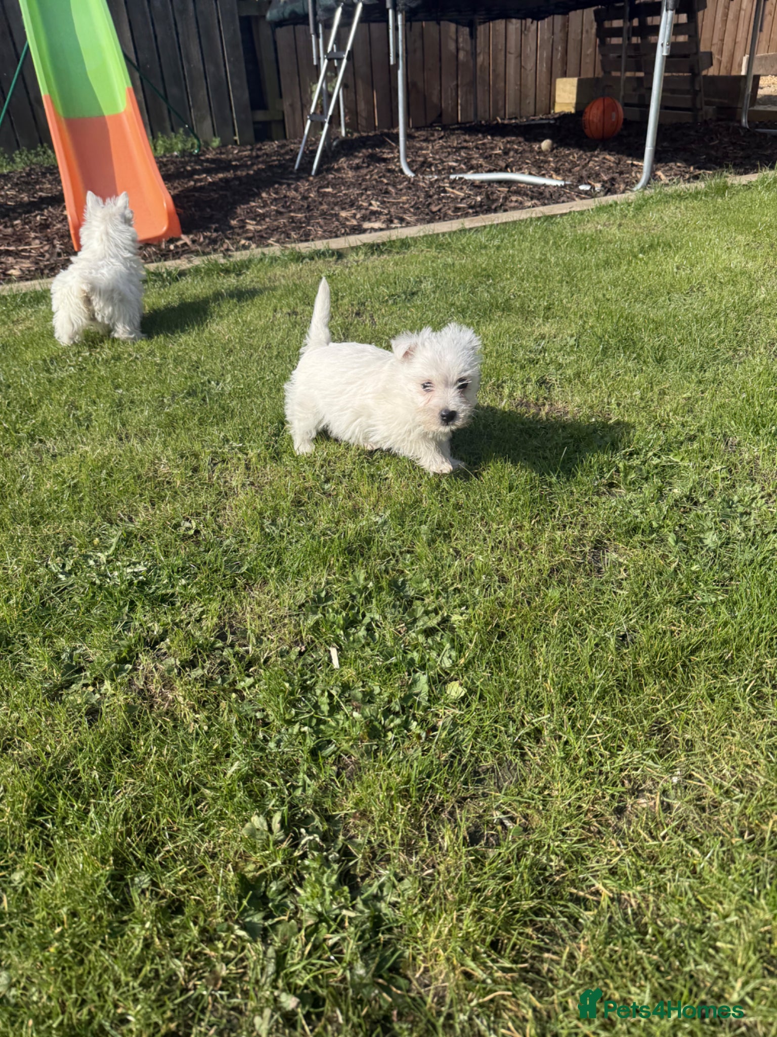 West Highland Terrier dogs Kc Westies  - Advert 16