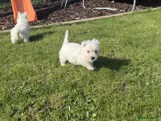 West Highland Terrier dogs Kc Westies - Advert 16