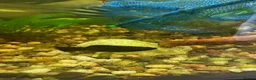 Mollies fish for sale: Molly fish  in Tunbridge Wells - Advert 3