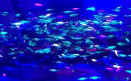 Catfish fish for sale: Ternecia Glo Danio Cockerels,Catfish - Image 2