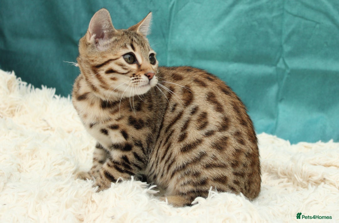 Bengal cats for sale: 🔥Stunning Bengal Kittens last little girl left 🔥 - Image 24