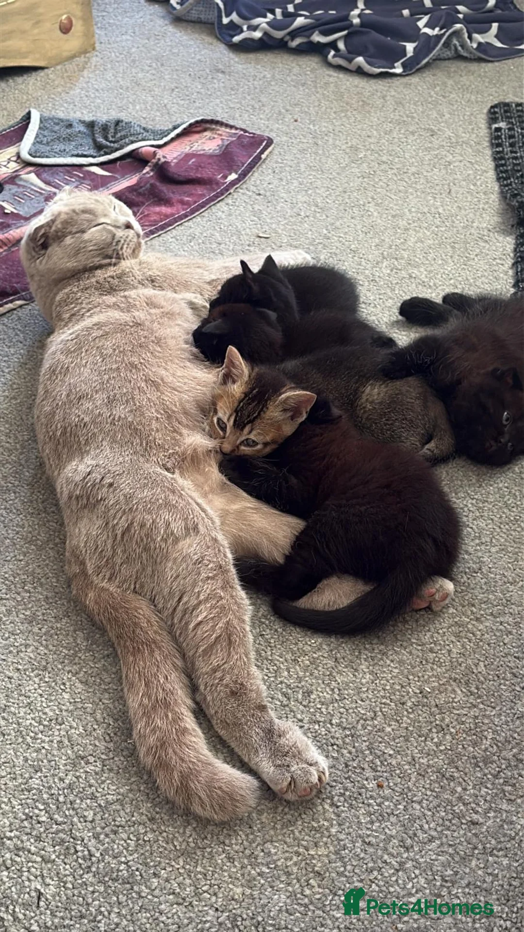 Mixed Breed cats for sale: BSH, Scottish fold, mixed breed - Advert 1
