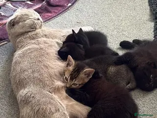 Mixed Breed cats BSH, Scottish fold, mixed breed - Advert 11