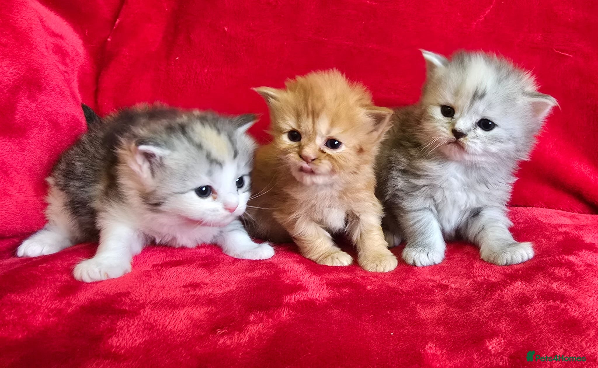 Mixed Breed cats Main coon/ragdoll  /persian - Advert 18