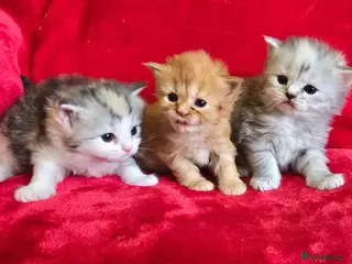 Mixed Breed cats Main coon/ragdoll /persian - Advert 18