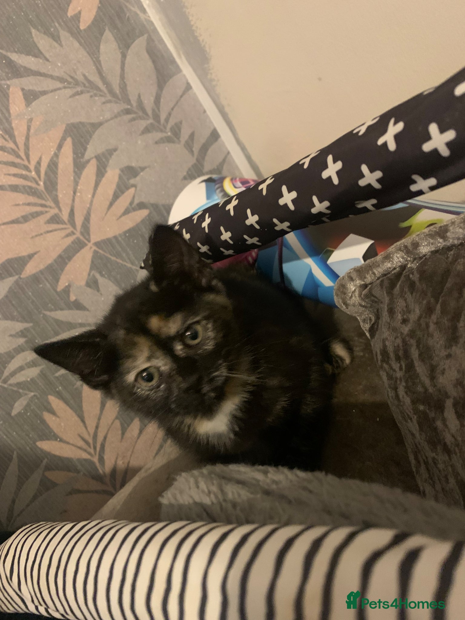 British Shorthair cats for sale: Tortle shell kitten  in Bedworth - Advert 4