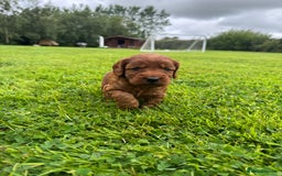 Cockapoo dogs for sale: Fox Red Super Quality Cockapoos - Image 9