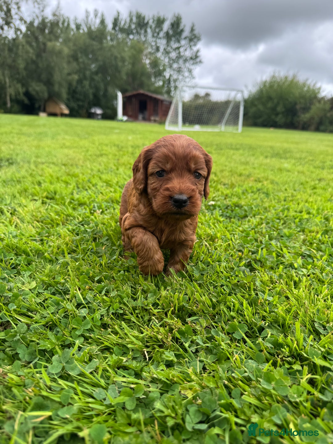 Cockapoo dogs for sale: Fox Red Super Quality Cockapoos - Image 9